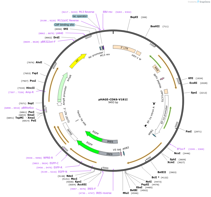 116218-plasmid-map-sequence-id-252704