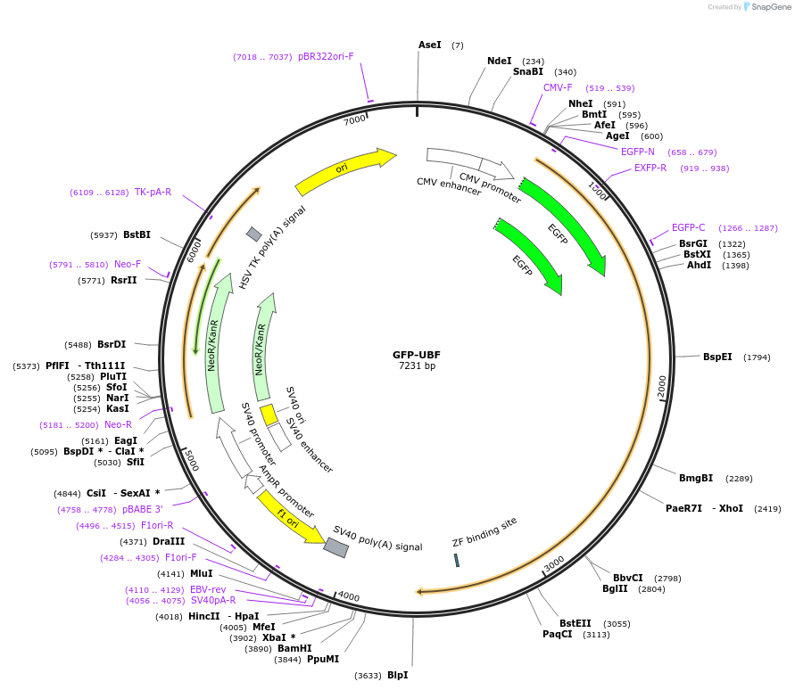 17656-plasmid-map-sequence-id-252707