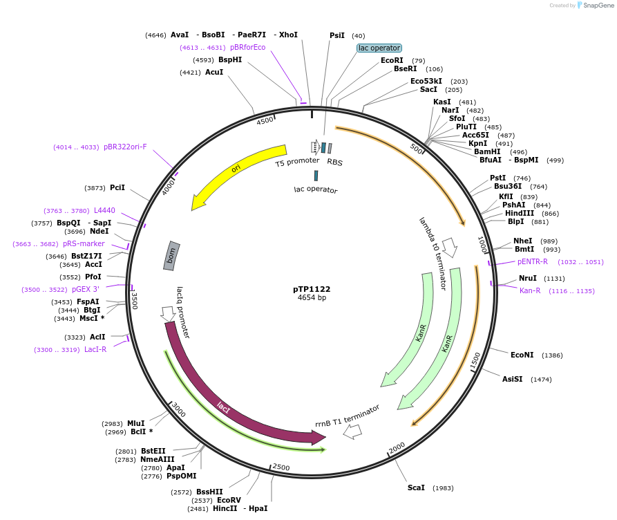 104159-plasmid-map-sequence-id-252709