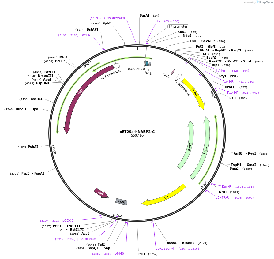 128309-plasmid-map-sequence-id-252710