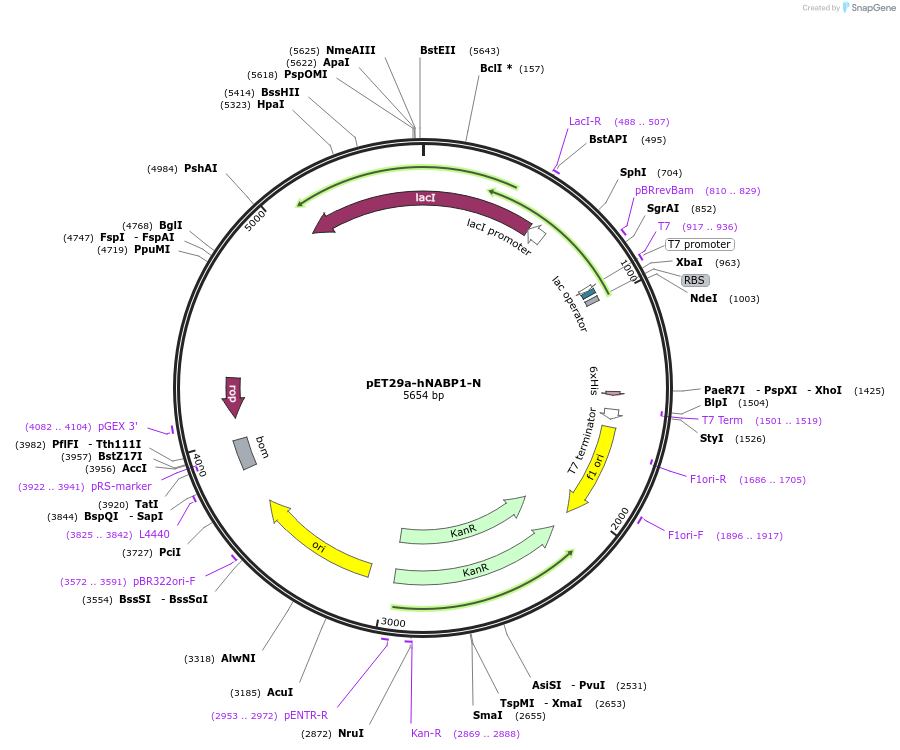 128310-plasmid-map-sequence-id-252712