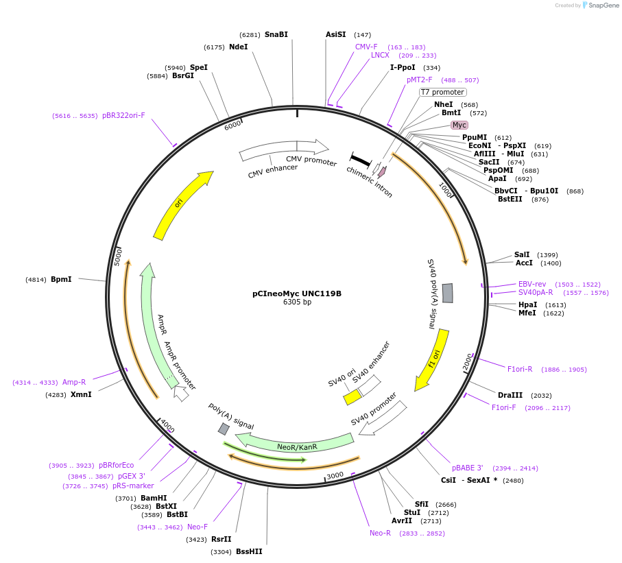 128333-plasmid-map-sequence-id-252738
