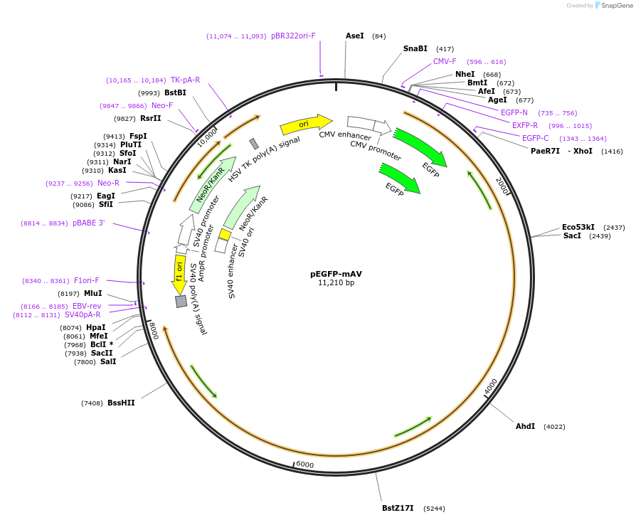 129472-plasmid-map-sequence-id-252745