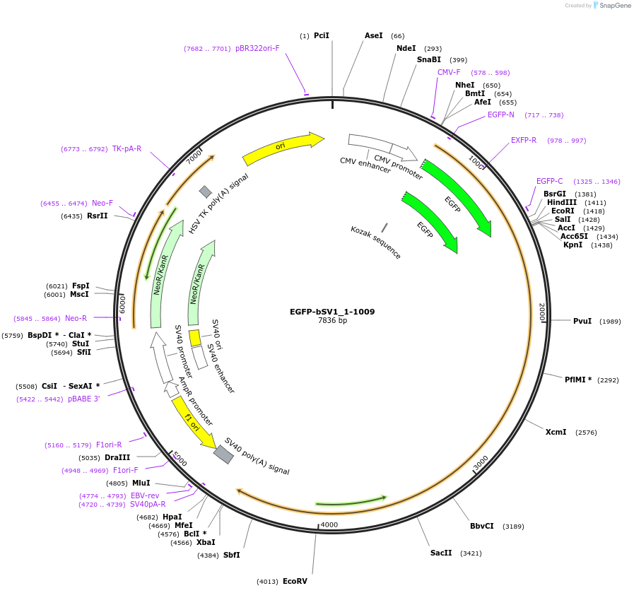 129471-plasmid-map-sequence-id-252747