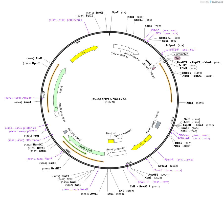 128332-plasmid-map-sequence-id-252748
