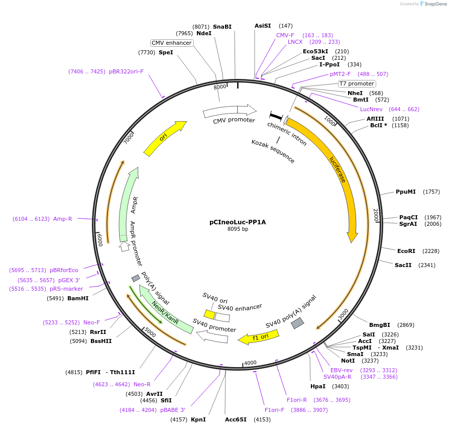 128348-plasmid-map-sequence-id-252752
