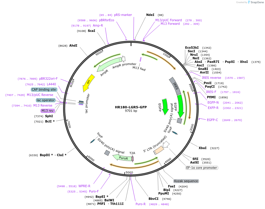 129092-plasmid-map-sequence-id-252761