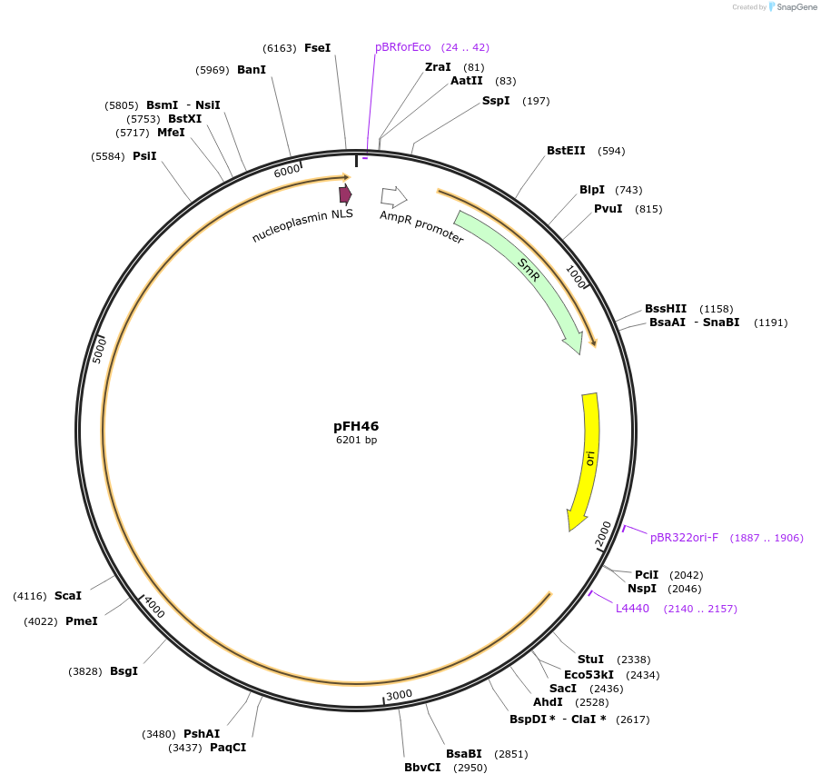 125811-plasmid-map-sequence-id-252768