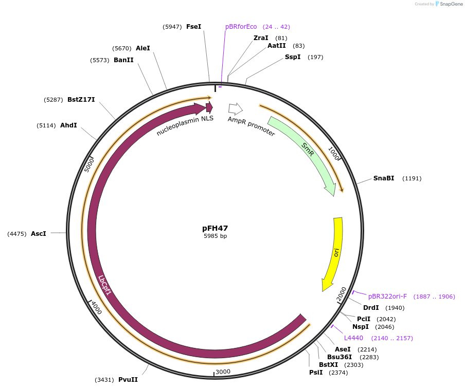 125812-plasmid-map-sequence-id-252770