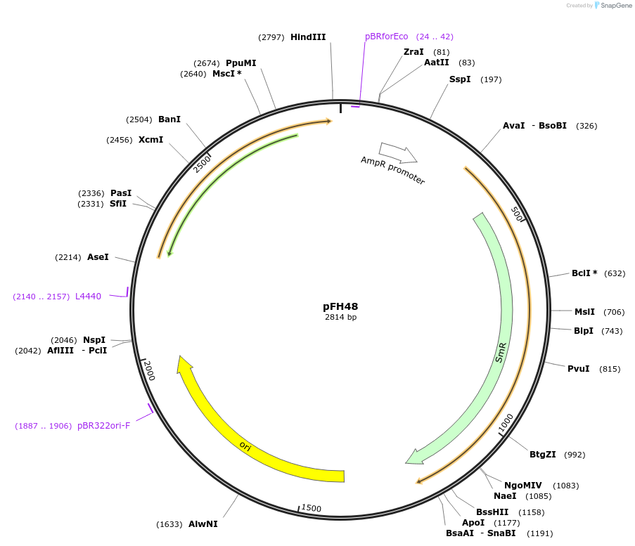 125813-plasmid-map-sequence-id-252771