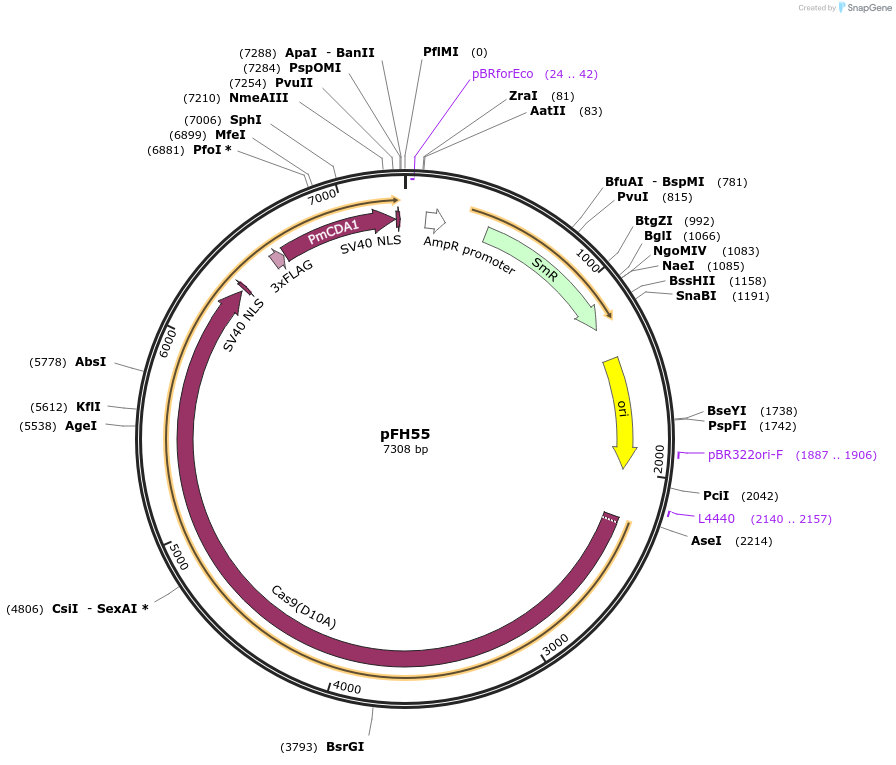 125814-plasmid-map-sequence-id-252774