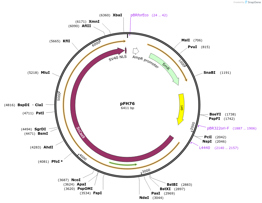 125815-plasmid-map-sequence-id-252777
