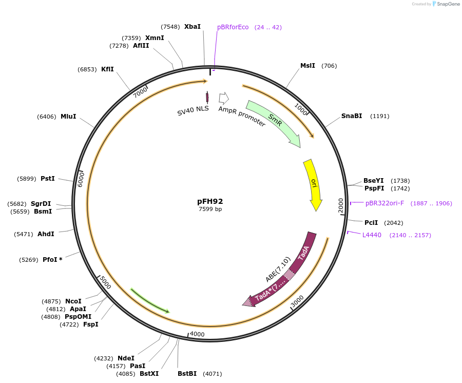 125820-plasmid-map-sequence-id-252779