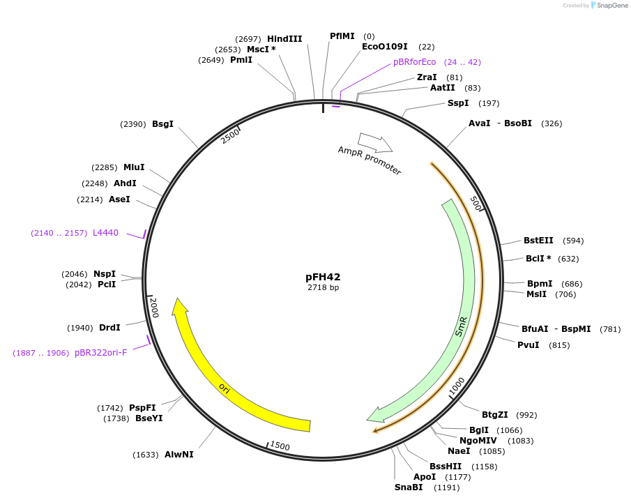 125881-plasmid-map-sequence-id-252784