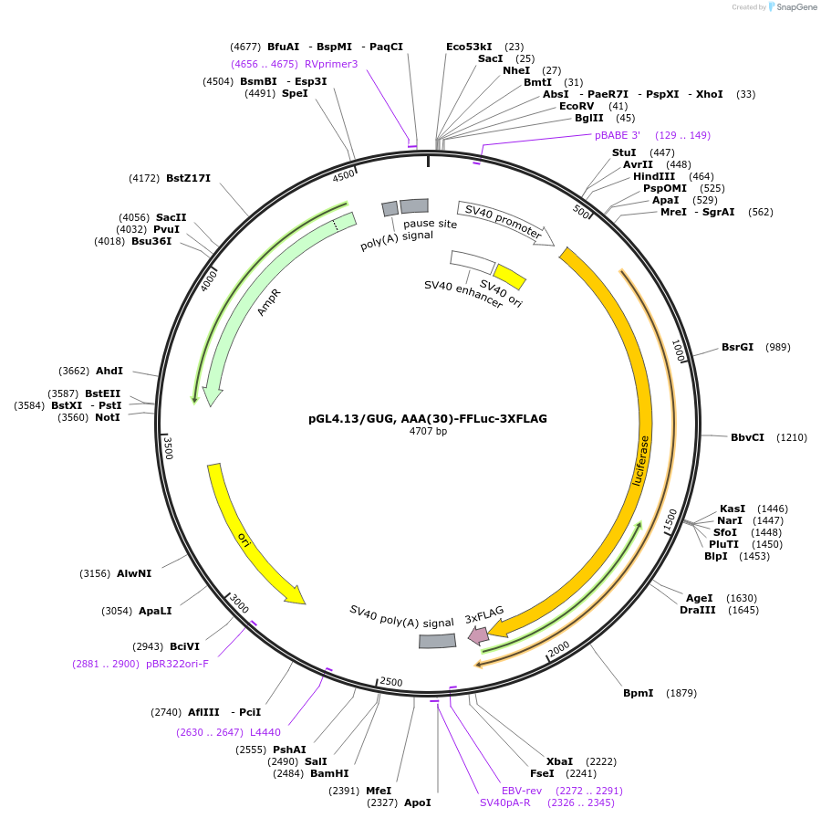 127335-plasmid-map-sequence-id-252785