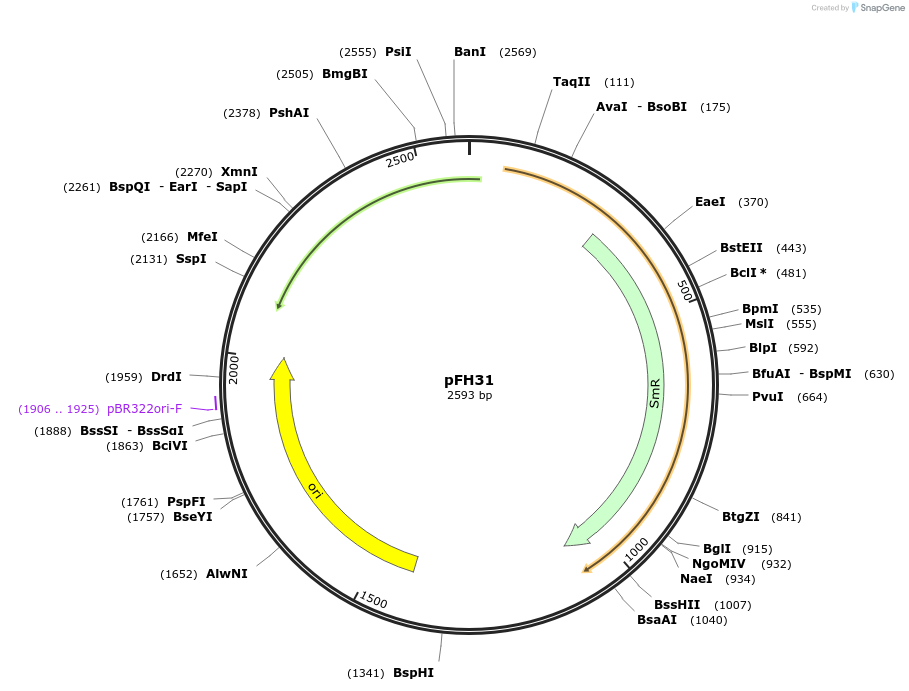 125884-plasmid-map-sequence-id-252789