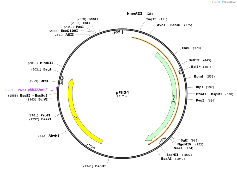 126008-plasmid-map-sequence-id-252791