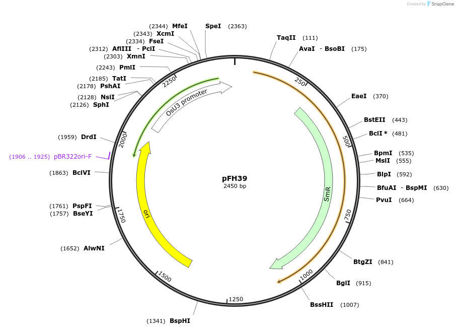 126013-plasmid-map-sequence-id-252798