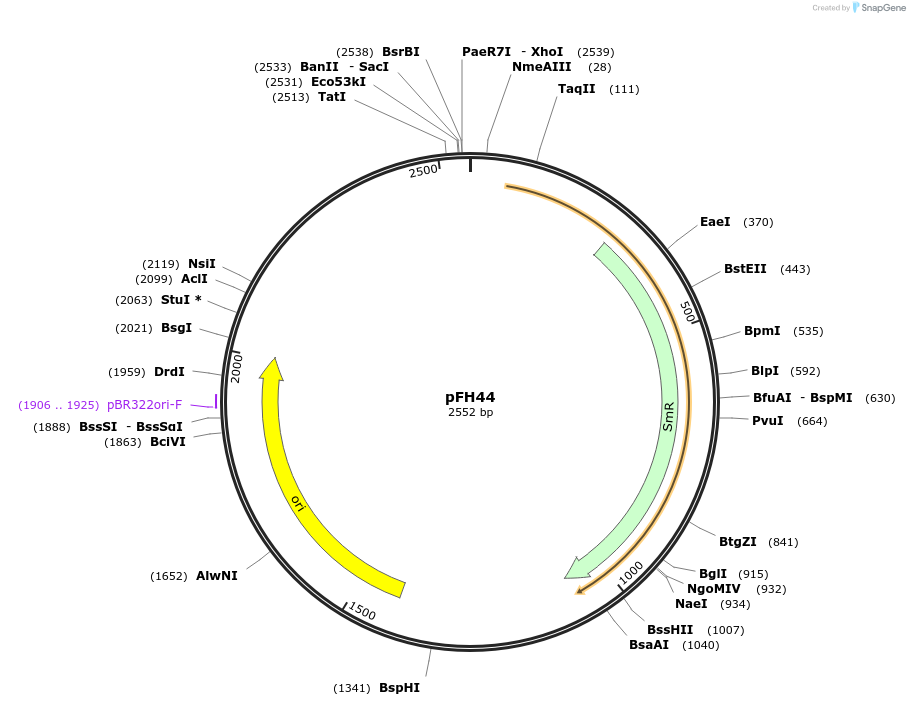 126021-plasmid-map-sequence-id-252800