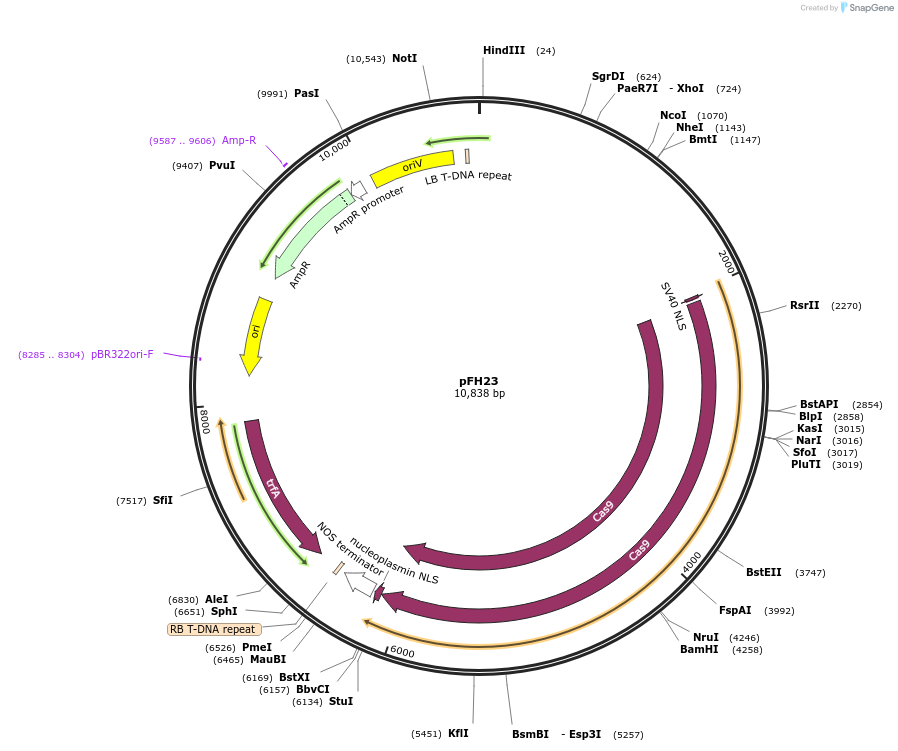128180-plasmid-map-sequence-id-252803
