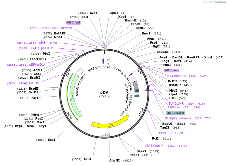 128860-plasmid-map-sequence-id-252808