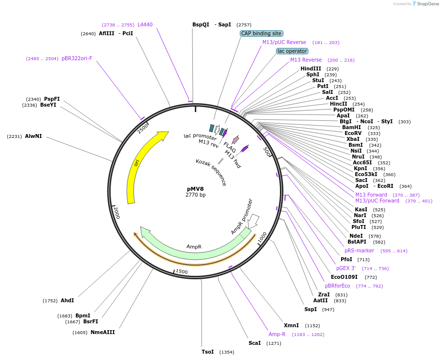 128863-plasmid-map-sequence-id-252809