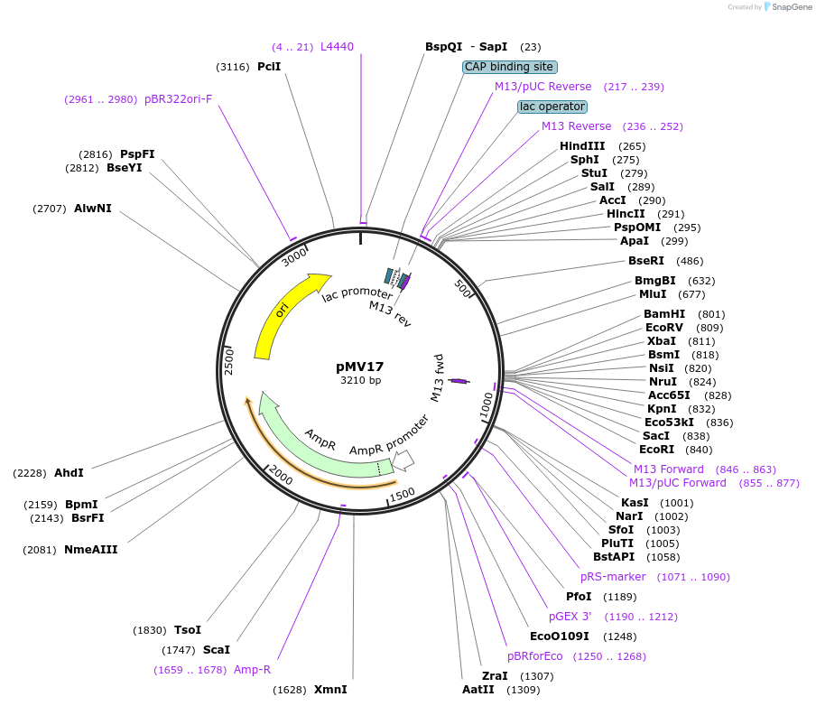 128877-plasmid-map-sequence-id-252811