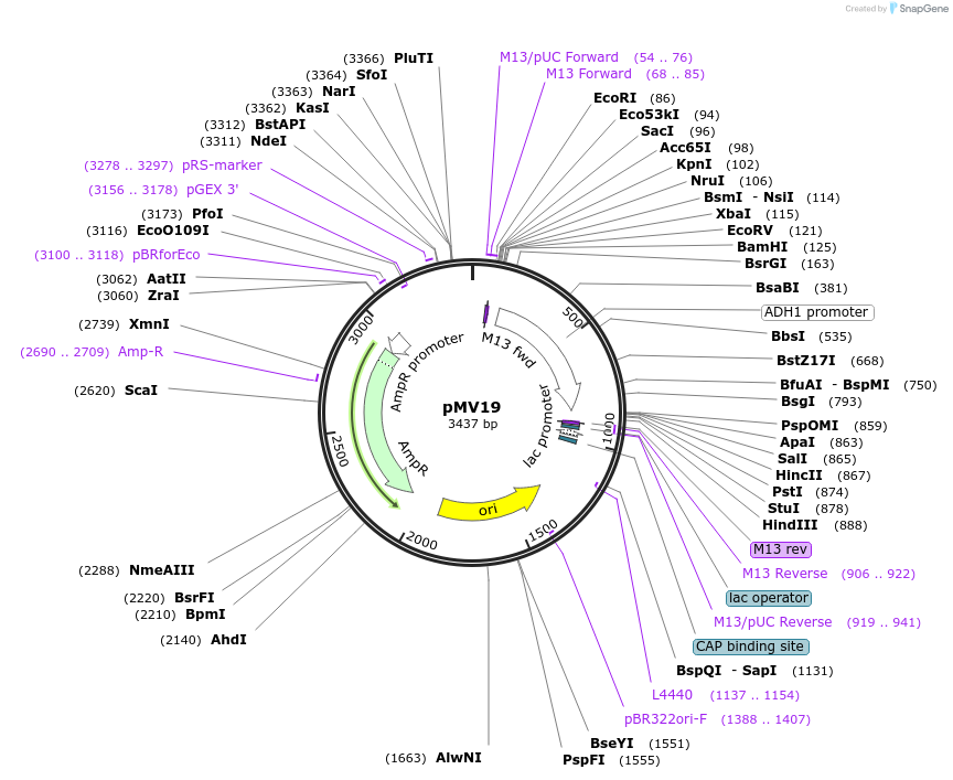 128878-plasmid-map-sequence-id-252812