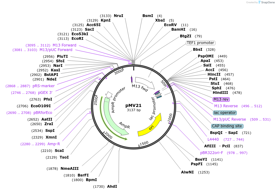 128880-plasmid-map-sequence-id-252813