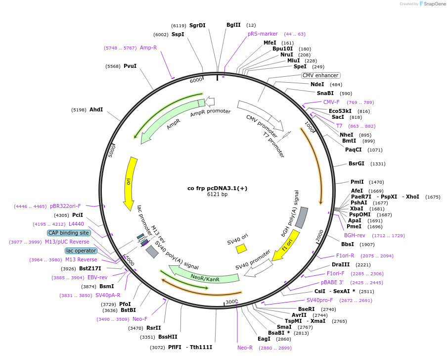 129090-plasmid-map-sequence-id-252820