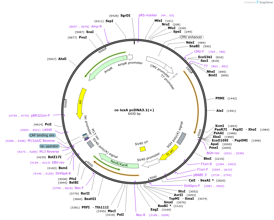 129085-plasmid-map-sequence-id-252824