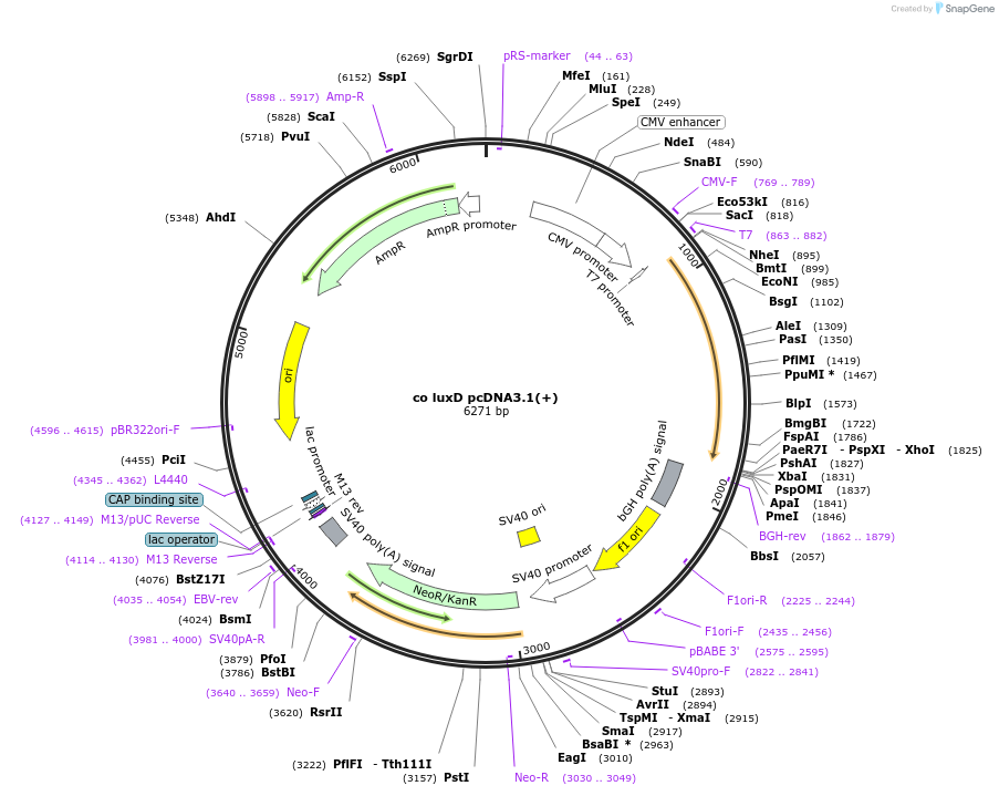 129088-plasmid-map-sequence-id-252826