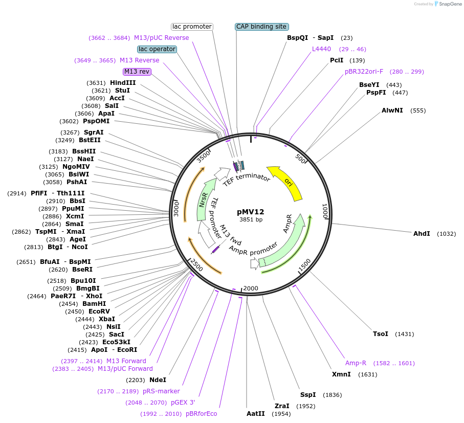 128893-plasmid-map-sequence-id-252830