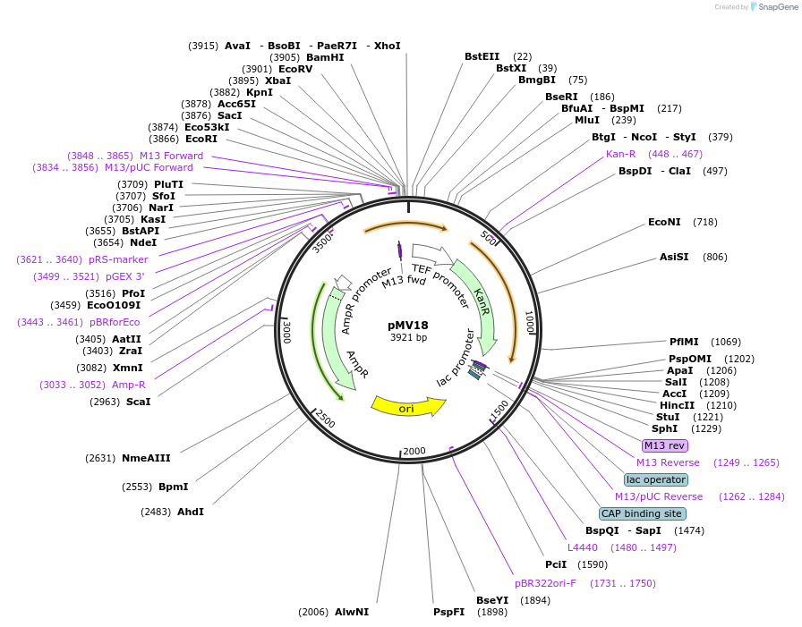 128895-plasmid-map-sequence-id-252835