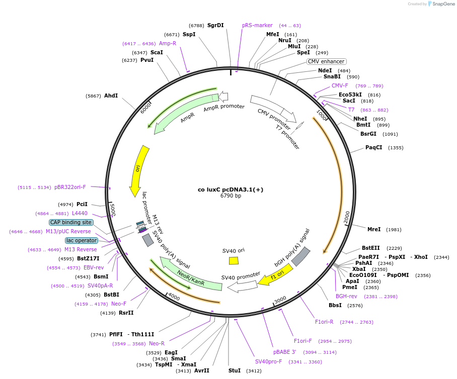 129087-plasmid-map-sequence-id-252841