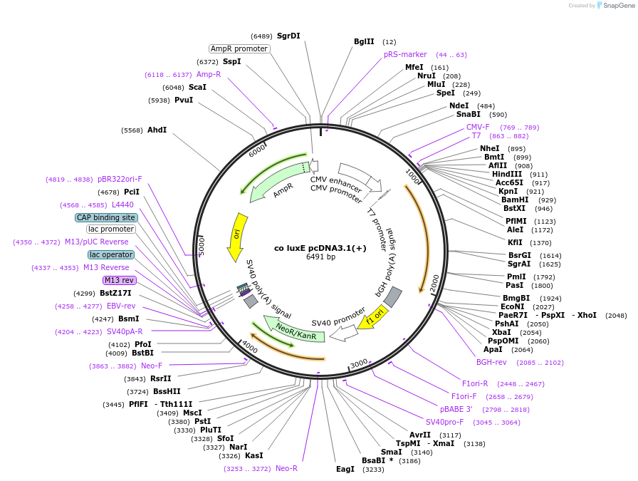 129089-plasmid-map-sequence-id-252847