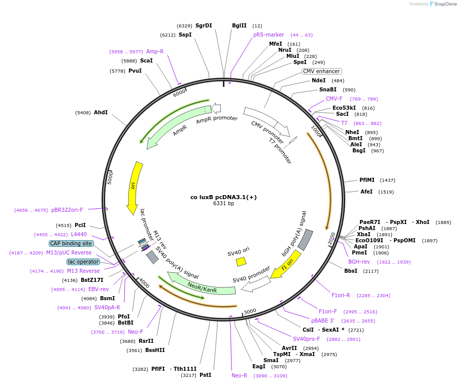 129086-plasmid-map-sequence-id-252849