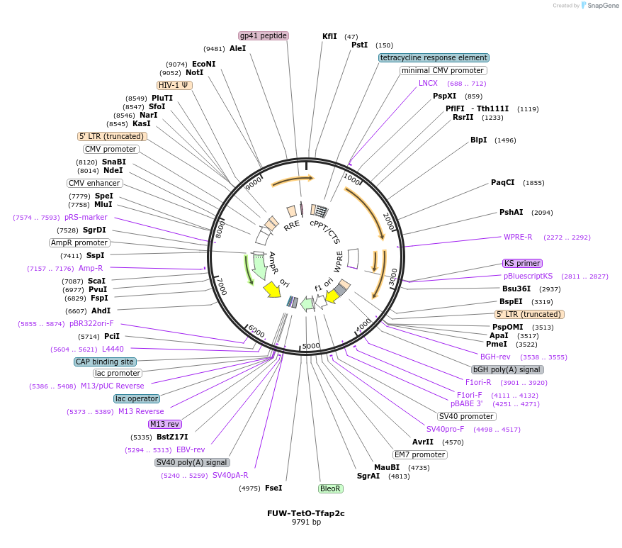 128826-plasmid-map-sequence-id-252885