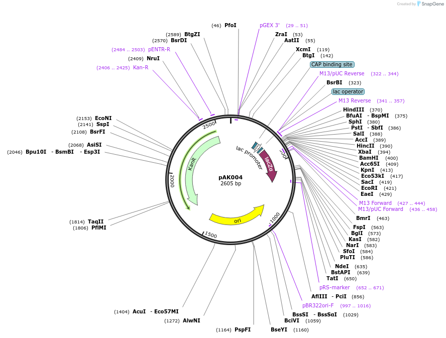 128217-plasmid-map-sequence-id-252887