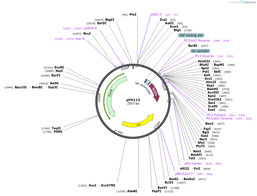 128210-plasmid-map-sequence-id-252904