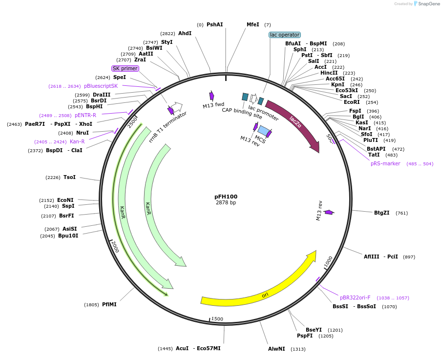 128205-plasmid-map-sequence-id-252913