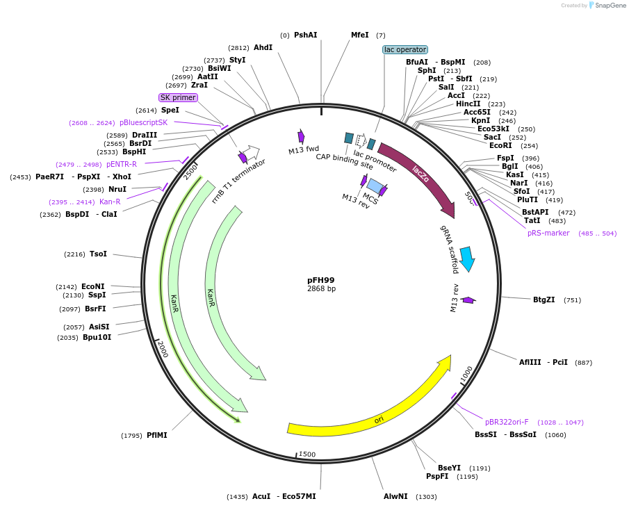 128204-plasmid-map-sequence-id-252914