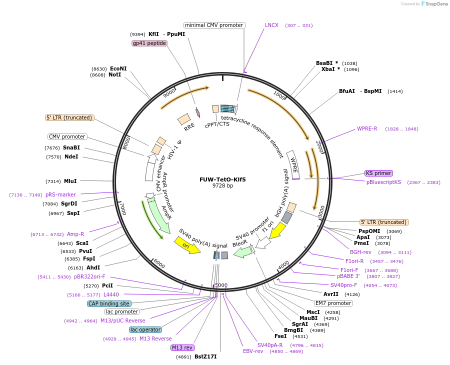 128830-plasmid-map-sequence-id-252924