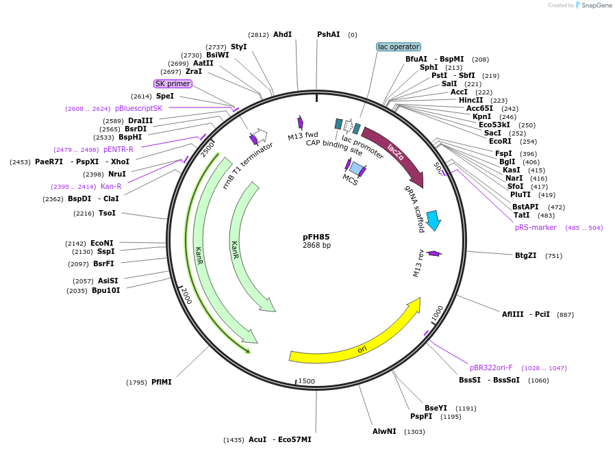 128198-plasmid-map-sequence-id-252929