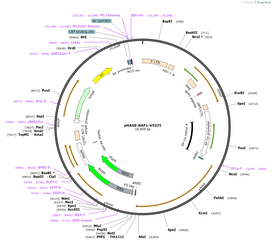 116661-plasmid-map-sequence-id-252932