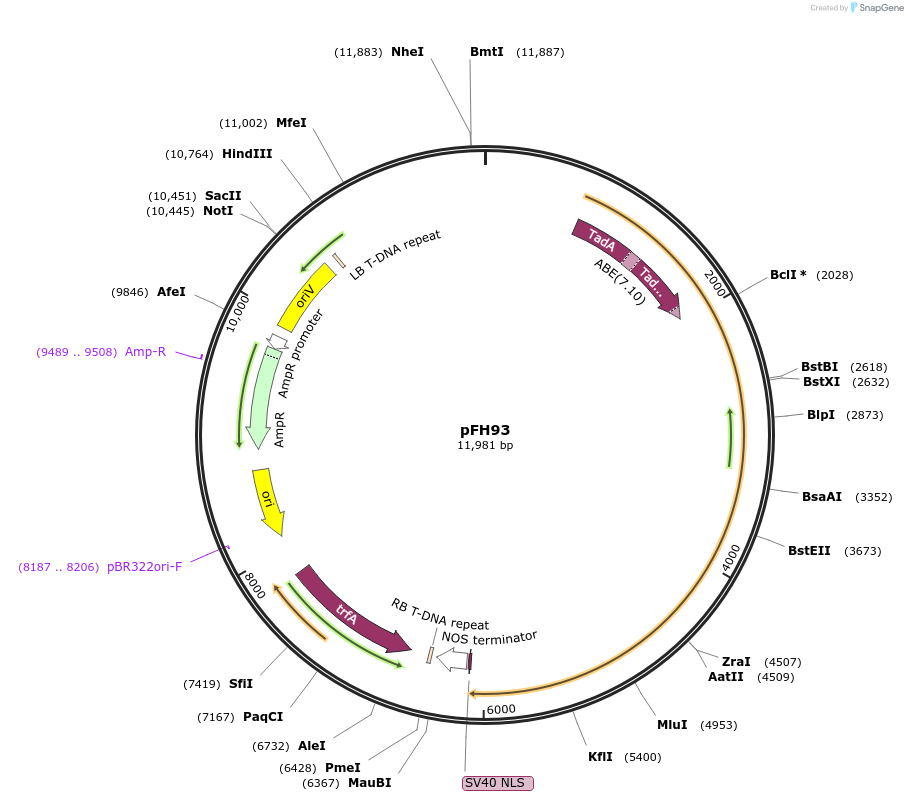 128196-plasmid-map-sequence-id-252933