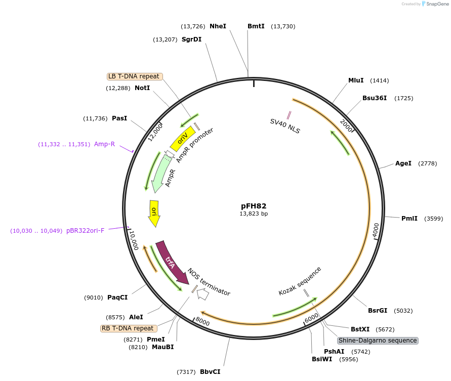128193-plasmid-map-sequence-id-252936