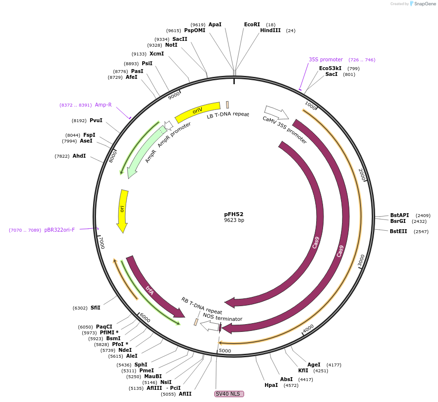 128181-plasmid-map-sequence-id-252939