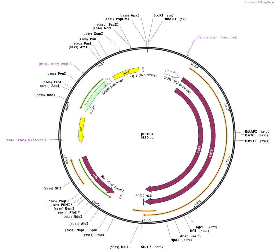 128182-plasmid-map-sequence-id-252940