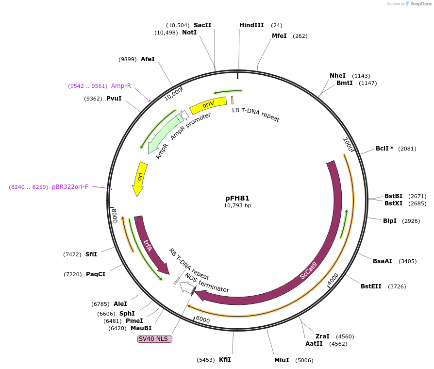128192-plasmid-map-sequence-id-252942
